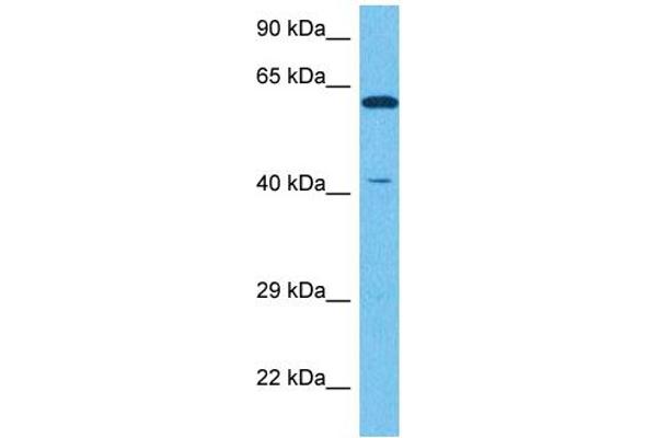 NR2E1 Antikörper  (N-Term)