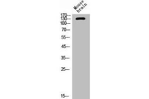 Western Blot analysis of mouse brain cells using CD101 Polyclonal Antibody (CD11 抗体  (Internal Region))