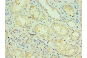 Immunohistochemistry of paraffin-embedded human kidney tissue using ABIN7161860 at dilution of 1:100 (NCOA4 抗体  (AA 1-280))