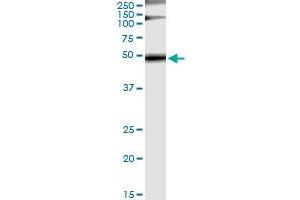 Immunoprecipitation of GRB7 transfected lysate using anti-GRB7 monoclonal antibody and Protein A Magnetic Bead , and immunoblotted with GRB7 MaxPab rabbit polyclonal antibody. (GRB7 抗体  (AA 37-136))