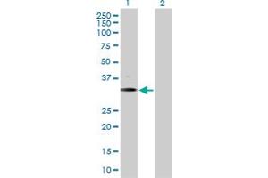 Western Blot analysis of BARHL1 expression in transfected 293T cell line by BARHL1 MaxPab polyclonal antibody. (BARHL1 抗体  (AA 1-327))
