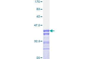 Image no. 1 for Forkhead Box O3 (FOXO3) (AA 361-460) protein (GST tag) (ABIN1354385)