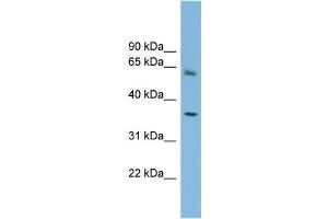 WB Suggested Anti-PEX26 Antibody Titration: 0. (PEX26 抗体  (Middle Region))