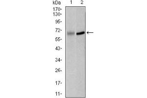Western Blotting (WB) image for anti-Polo-Like Kinase 1 (PLK1) (AA 331-508) antibody (ABIN1844750)