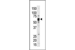 Image no. 1 for anti-Nuclear Receptor Subfamily 4, Group A, Member 3 (NR4A3) (Middle Region) antibody (ABIN2853628) (NR4A3 抗体  (Middle Region))