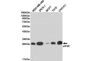Western blot detection of eIF4E in MDA-MB-468, ZR75-1, MCF7, T47D and CHO-K1 cell lysates using eIF4E mouse mAb (1:1000 diluted). (EIF4E 抗体)
