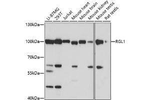 Western blot analysis of extracts of various cell lines, using RGL1 antibody (ABIN7269839) at 1:1000 dilution. (RGL1 抗体)