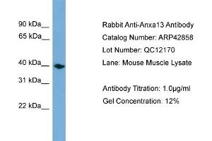 WB Suggested Anti-Anxa13 Antibody Titration:  0. (Annexin A13 抗体  (Middle Region))