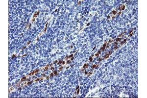 Image no. 1 for anti-ERG, ETS transcription factor (ERG) antibody (ABIN1498077) (ERG 抗体)