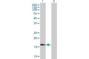 Western Blot analysis of IGF2 expression in transfected 293T cell line by IGF2 MaxPab polyclonal antibody. (IGF2 抗体  (AA 1-180))