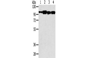 Gel: 6 % SDS-PAGE, Lysate: 40 μg, Lane 1-4: Hepg2 cells, TM4 cells, 293T cells, NIH/3T3 cells, Primary antibody: ABIN7192644(SRGAP1 Antibody) at dilution 1/200, Secondary antibody: Goat anti rabbit IgG at 1/8000 dilution, Exposure time: 20 seconds (SRGAP1 抗体)