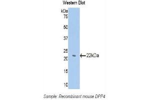 Western Blotting (WB) image for anti-Dipeptidyl-Peptidase 4 (DPP4) (AA 29-178) antibody (ABIN1173875) (DPP4 抗体  (AA 29-178))