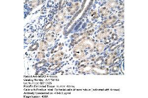 Human kidney (Msx2/Hox8 抗体  (N-Term))