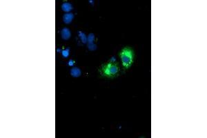 Anti-GOLM1 mouse monoclonal antibody (ABIN2455431) immunofluorescent staining of COS7 cells transiently transfected by pCMV6-ENTRY GOLM1 (RC200086). (GOLM1 抗体)