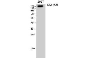 Western Blotting (WB) image for anti-Glutamate Receptor, Ionotropic, N-Methyl D-Aspartate 2D (GRIN2D) (Internal Region) antibody (ABIN3176373) (GRIN2D 抗体  (Internal Region))