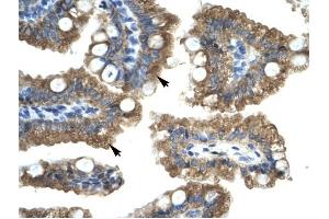 CHRNA1 antibody was used for immunohistochemistry at a concentration of 4-8 ug/ml to stain Epithelial cells of intestinal villus (arrows) in Human Intestine. (CHRNA1 抗体  (C-Term))