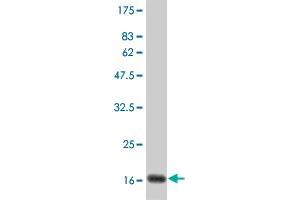 Western Blot detection against Immunogen (19. (IFNA2 抗体  (AA 24-188))