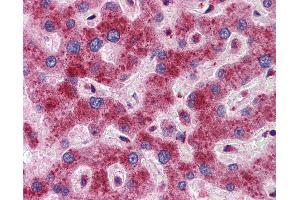 Immunohistochemistry (IHC) image for anti-Dynein, Light Chain, LC8-Type 1 (DYNLL1) (C-Term) antibody (ABIN6747134)