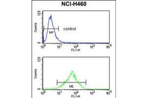 Flow cytometry analysis of NCI-H460 cells (bottom histogram) compared to a negative control cell (top histogram). (FPR3 抗体  (AA 307-333))