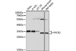 Western blot analysis of extracts of various cell lines, using PYCR2 antibody (ABIN7269766) at 1:1000 dilution. (PYCR2 抗体  (AA 271-320))
