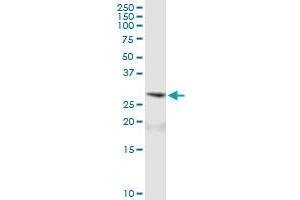 ARD1A MaxPab polyclonal antibody. (NAA10 抗体  (AA 1-235))