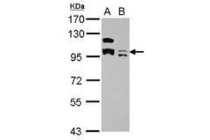Image no. 3 for anti-Potassium Channel Tetramerisation Domain Containing 19 (KCTD19) (AA 1-162) antibody (ABIN1501897) (KCTD19 抗体  (AA 1-162))