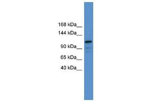 WB Suggested Anti-NFATC1 Antibody Titration:  0. (NFATC1 抗体  (C-Term))
