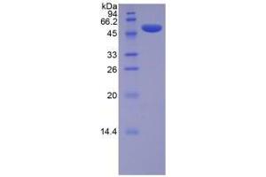 SDS-PAGE analysis of Mouse Lysyl Oxidase Protein. (LOX 蛋白)