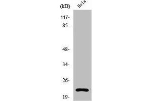 Western Blot analysis of COS7 cells using Ribosomal Protein L17 Polyclonal Antibody (RPL17 抗体  (Internal Region))