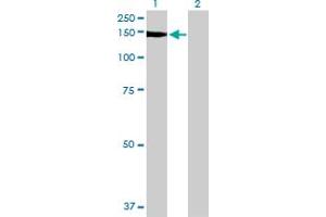 Western Blot analysis of NID1 expression in transfected 293T cell line by NID1 MaxPab polyclonal antibody.