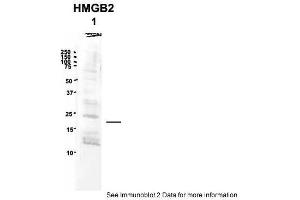 Western Blotting (WB) image for anti-High Mobility Group Box 2 (HMGB2) (Middle Region) antibody (ABIN2787574)