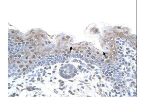 Immunohistochemistry with Placenta tissue at an antibody concentration of 5µg/ml using anti-STRAP antibody (ARP48038_P050) (STRAP 抗体  (N-Term))