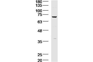 Lane 1: A431 lysates probed with Acid sphingomyelinase Antibody  at 1:300 overnight at 4˚C. (SMPD1 抗体  (AA 201-300))