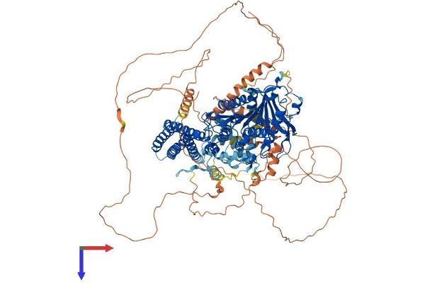 LIPE Protein (AA 1-1076) (His tag)