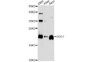 Western blot analysis of extracts of various cell lines, using GGCT antibody. (GGCT 抗体  (AA 1-188))
