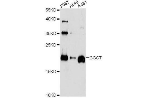 GGCT anticorps  (AA 1-188)