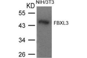 Western blot analysis of extracts from NIH/3T3 cells using FBXL3. (FBXL3 抗体  (N-Term))