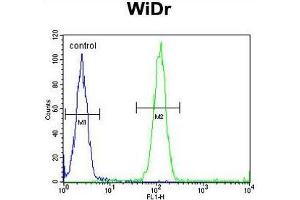 ACCN1 Antibody (Center) flow cytometric analysis of WiDr cells (right histogram) compared to a negative control cell (left histogram). (ACCN1 抗体  (Middle Region))