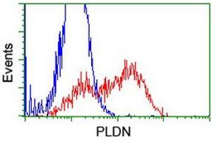 Flow Cytometry (FACS) image for anti-Pallidin Homolog (PLDN) antibody (ABIN1500264) (Pallidin 抗体)