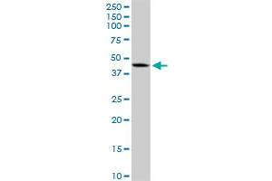 DNMT3L MaxPab rabbit polyclonal antibody. (DNMT3L 抗体  (AA 1-386))