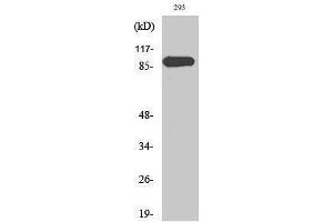 Western Blotting (WB) image for anti-Mitogen-Activated Protein Kinase 6 (MAPK6) (Thr36) antibody (ABIN3175020) (MAPK6 抗体  (Thr36))