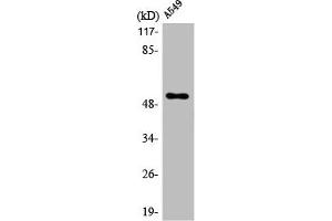 Western Blot analysis of A549 cells using mAChR M4 Polyclonal Antibody (CHRM4 抗体  (Internal Region))