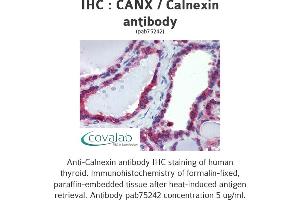 Image no. 3 for anti-Calnexin (CANX) (N-Term) antibody (ABIN1732595) (Calnexin 抗体  (N-Term))