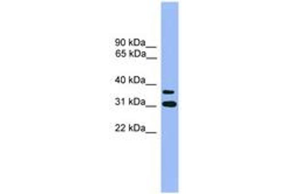 OR2D3 Antikörper  (AA 251-300)