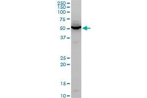 Western Blotting (WB) image for anti-Potassium Inwardly-Rectifying Channel, Subfamily J, Member 5 (KCNJ5) (AA 136-204) antibody (ABIN564116)
