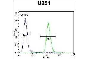 ZN Antibody (N-term) (ABIN654806 and ABIN2844480) flow cytometric analysis of  cells (right histogram) compared to a negative control cell (left histogram). (ZNF536 抗体  (N-Term))