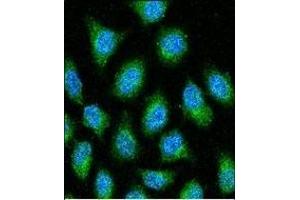 GDH Antibody (N-term) 7873a confocal immunofluorescent analysis with Hela cell. (GAPDH 抗体  (N-Term))