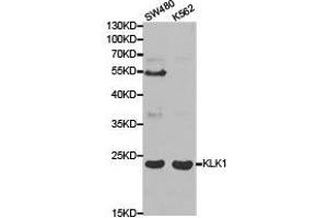 Western Blotting (WB) image for anti-Kallikrein 1 (KLK1) antibody (ABIN1873437) (Kallikrein 1 抗体)
