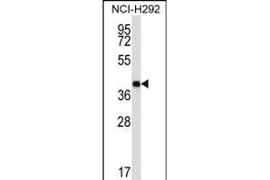 SYT2 Antibody (Center) (ABIN657693 and ABIN2846684) western blot analysis in NCI- cell line lysates (35 μg/lane). (SYT2 抗体  (AA 243-272))