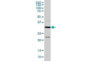CRSP8 monoclonal antibody (M01), clone 8B8 Western Blot analysis of CRSP8 expression in Hela S3 NE . (MED27 抗体  (AA 1-70))
